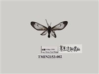 藏品(透翅斑蛾屬)的圖片